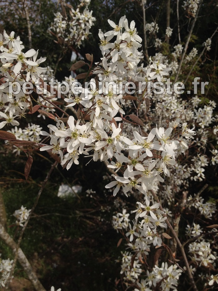 Fleurs de l'amélanchier canadensis